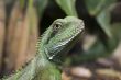 green lizard