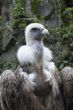 portrait of a vulture