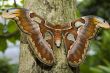attacus atlas