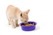 kitten is eating