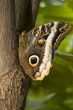 morpho peleides