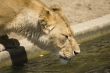 lion is drinking