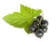 currant