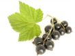 currant