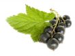 currant