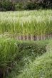 Indonesian rice fields