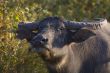 Buffalo