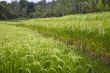 ripe rice fields