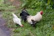 Indonesian chickens