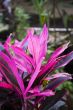 tropical plant