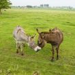 kissing donkeys