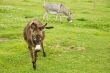 Donkeys in farmland