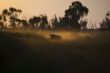 buffalo in landscape