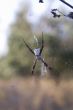 skull spider