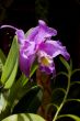 Tropical Lily