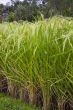 ripe rice