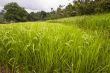 Rice fields in Indonesia