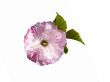 Pink Flower