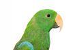 Parrot