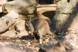 Wallaby