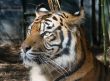 Tiger Portrait