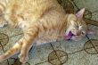 Cat with Tongue