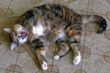Cat Yawn