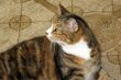 Sight of a Cat