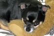 Dog Resting