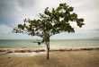 Lonely tree