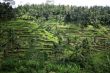 Rice terraces