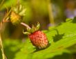 Wild strawberry
