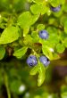 Ripe bilberry