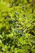 Bilberry