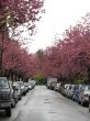 cherry trees on the sides of the street