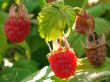 wild raspberry
