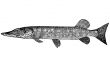 Fish Esox Incius illustration