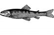 Fish Esox Incius illustration