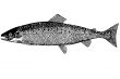 Fish Salmon illustration