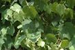 Grape leaves ,background