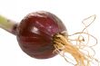 Small Red Onion