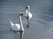 Two white swans