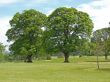 View on the two tree