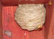 Wasp nest