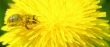 bee macro