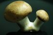 champignon