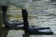 swan feet