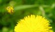 yellow flower nectar bee