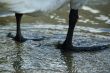 swan feet
