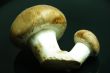 mushrooms